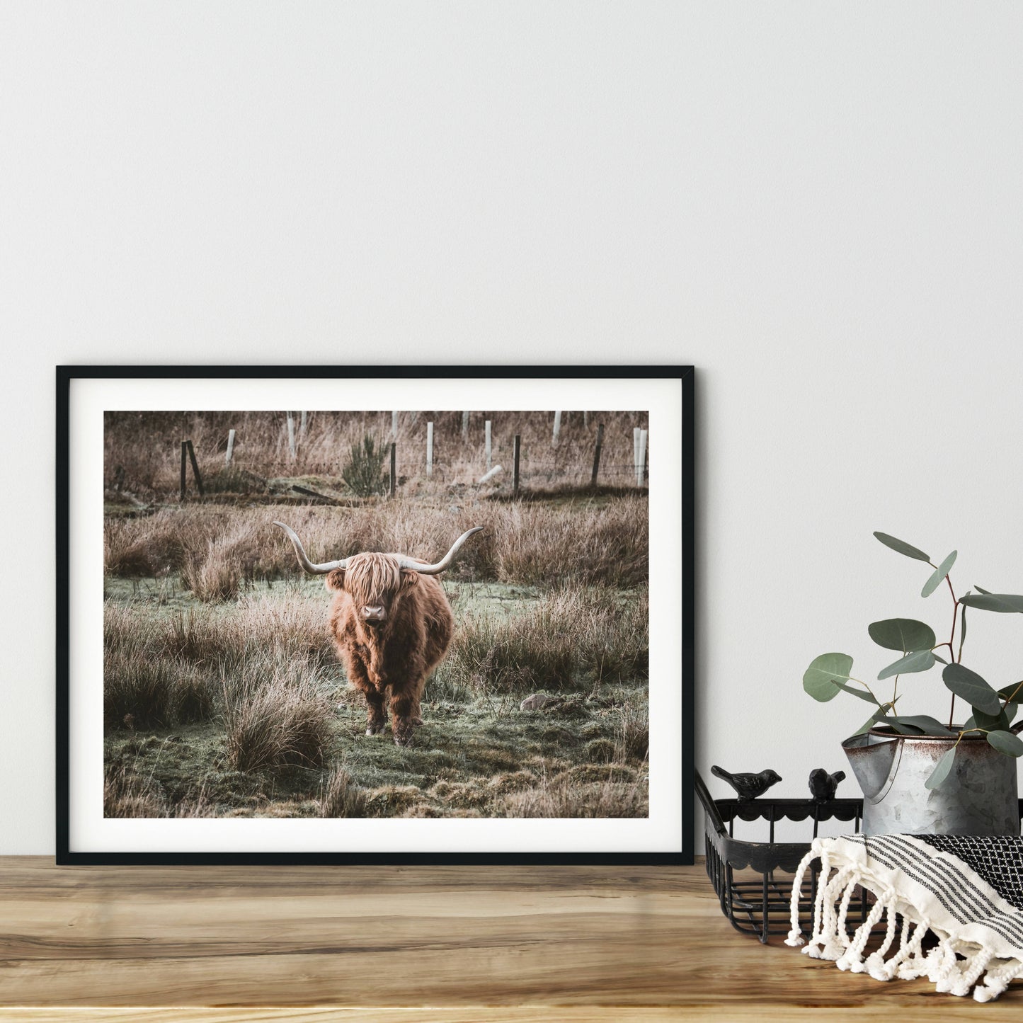 Highland coo photography print