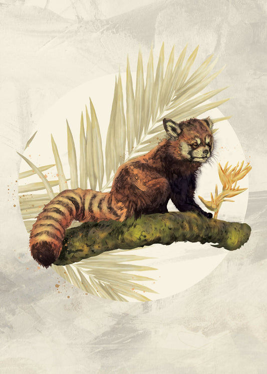Red Panda - Unframed A4 Giclee Print