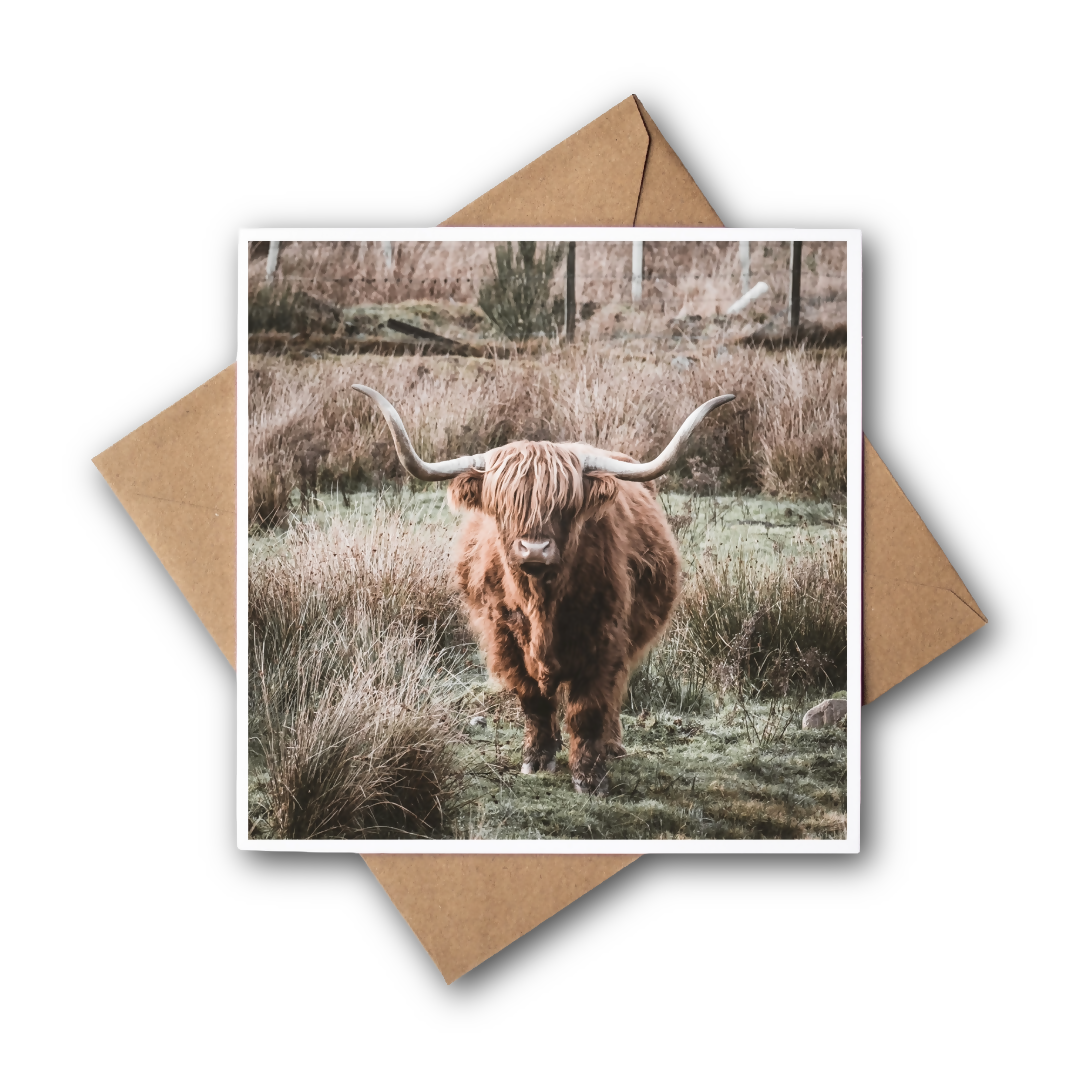 Highland Coo Greeting card