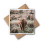 Highland Coo Greeting card