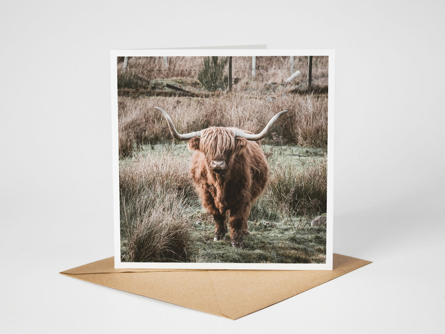Highland Coo Greeting card