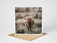 Highland Coo Greeting card