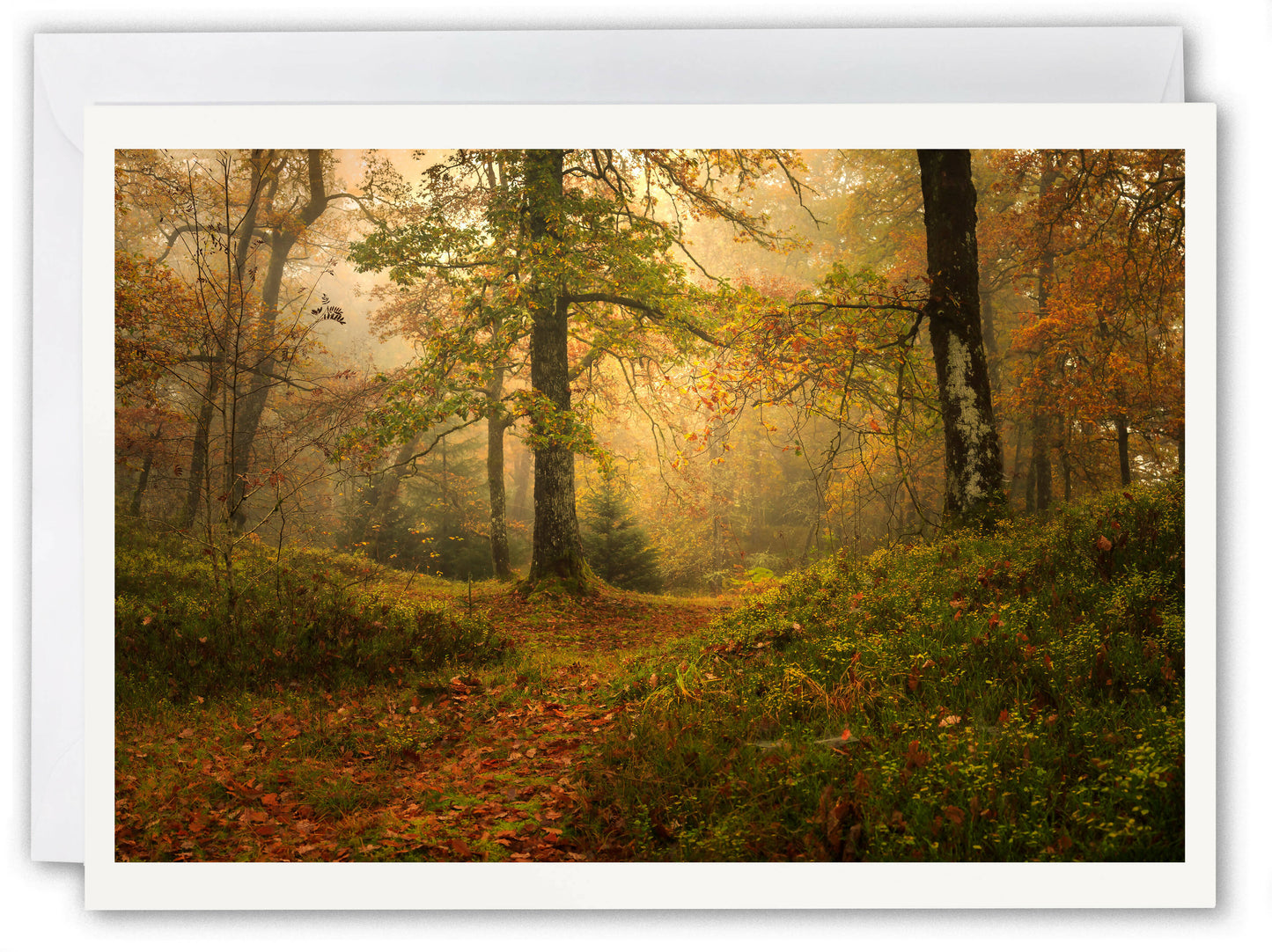 Trossachs Loch Ard Forest in Autumn - Scotland Greeting Card - Blank Inside