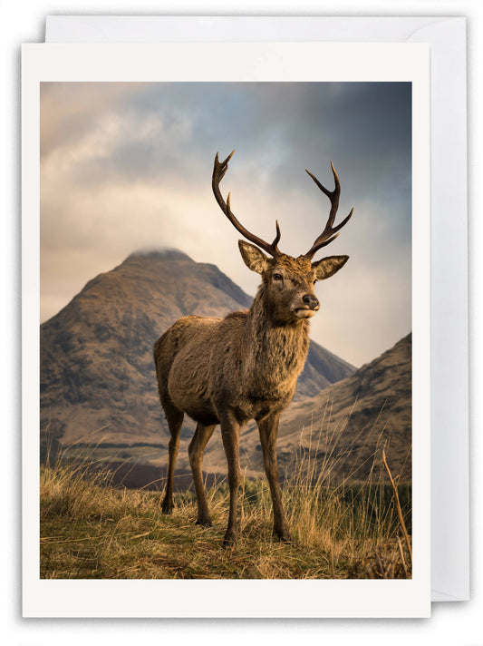 Scottish Red Deer Stag, Glen Etive - Scotland Greeting Card - Blank Inside