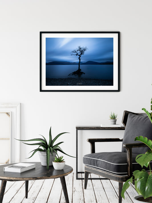 Standing tall: Milarrochy Bay, Loch Lomond