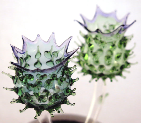 Scottish Glass Thistle Watering Pipe