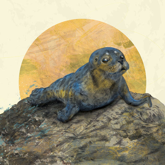 Common Seal Pup - Mounted Giclee Print