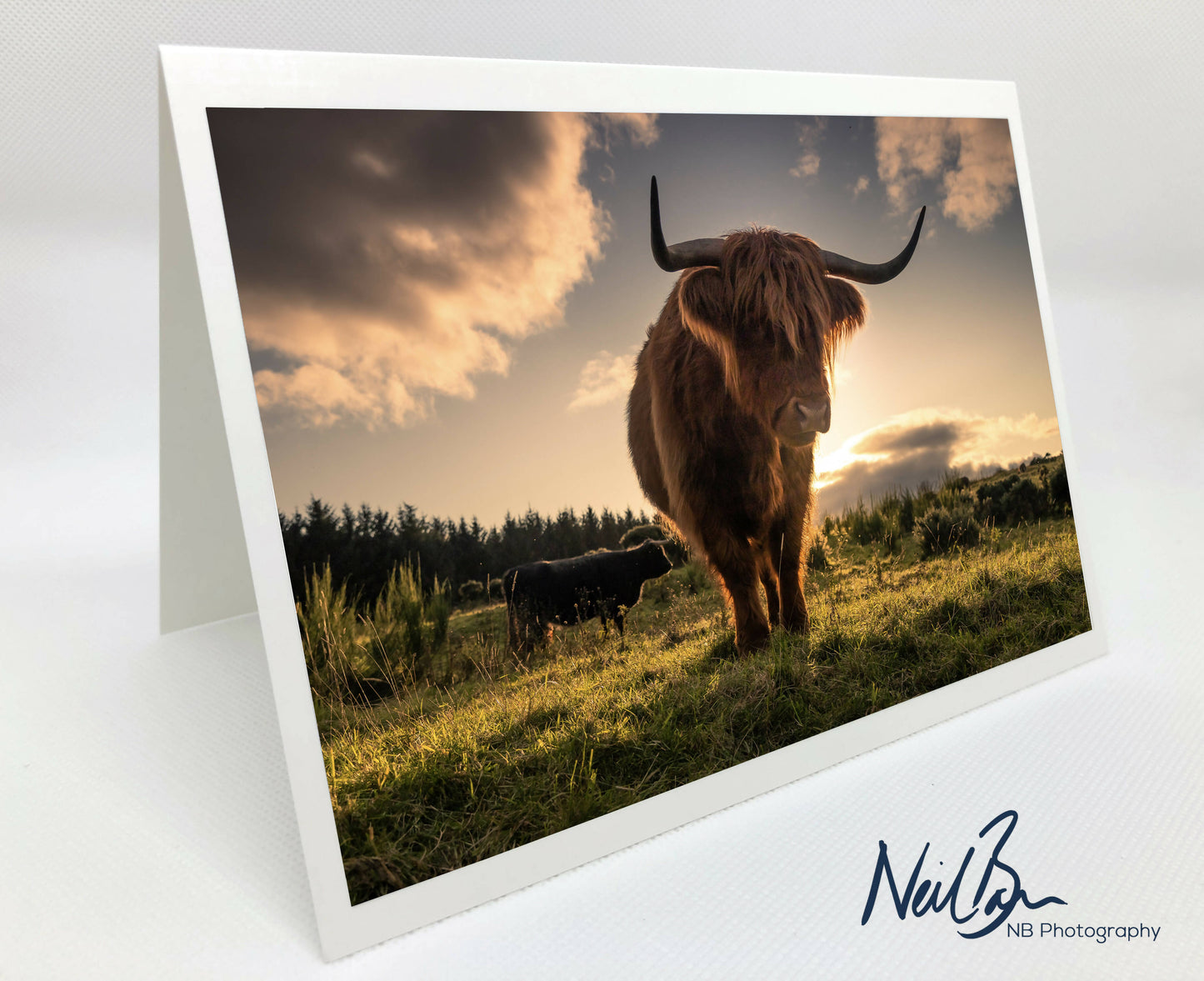 Highland Cow, Gleniffer Braes - Scotland Greeting Card - Blank Inside