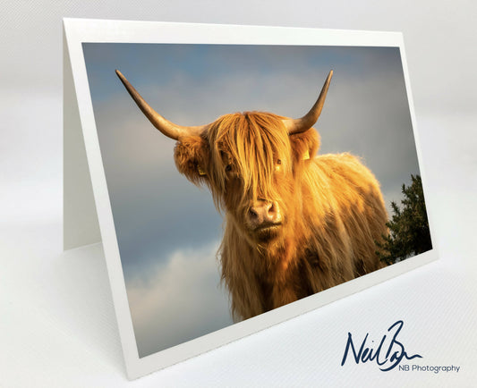 Highland Coo, Gleniffer Braes - Scotland Greeting Card - Blank Inside