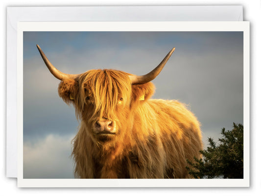 Highland Coo, Gleniffer Braes - Scotland Greeting Card - Blank Inside