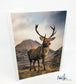 Scottish Red Deer Stag, Glen Etive - Scotland Greeting Card - Blank Inside