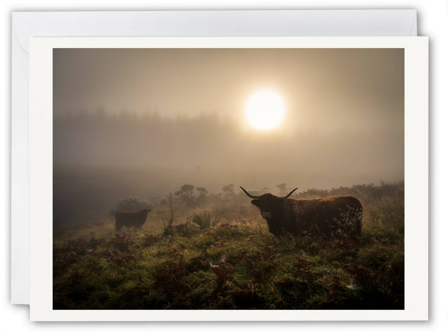 Highland Cow & Calf, Gleniffer Braes - Scotland Greeting Card - Blank Inside