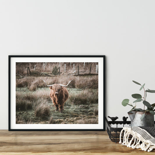 Highland coo photography print